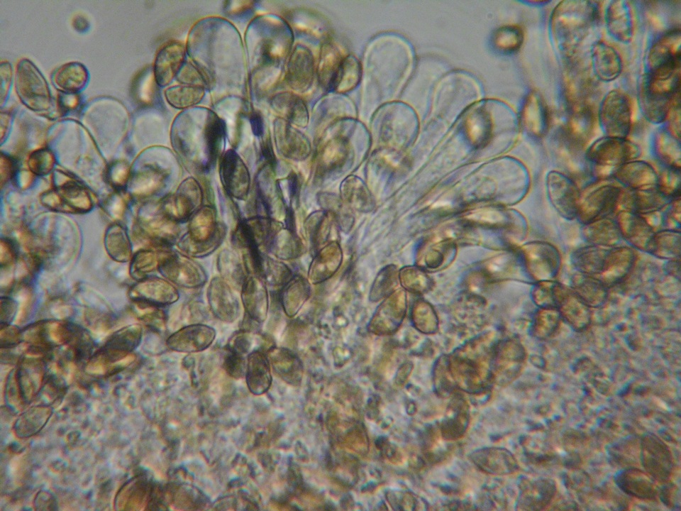 Hebeloma helodes image