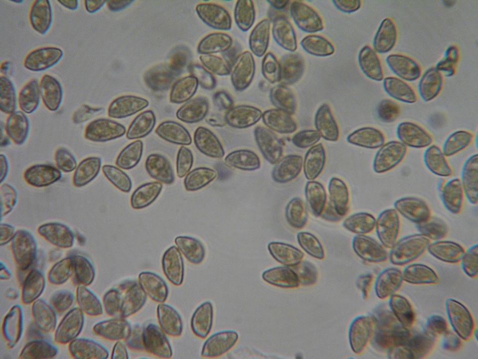 Hebeloma helodes image