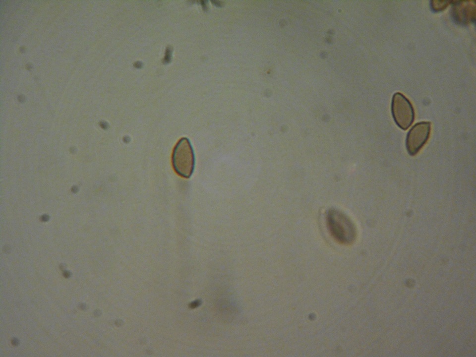 Hebeloma helodes image