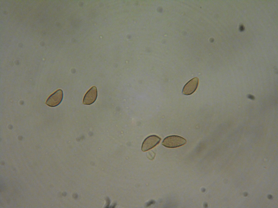 Hebeloma helodes image