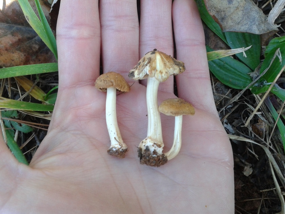 Inocybe cookei image