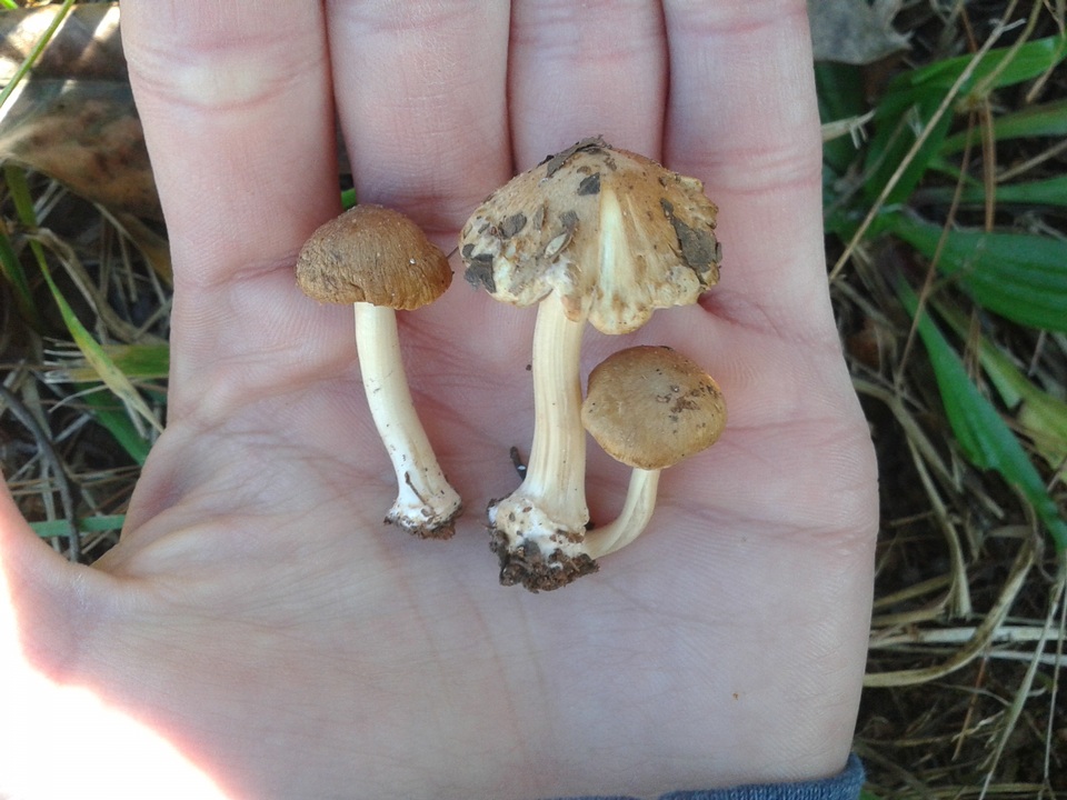 Inocybe cookei image