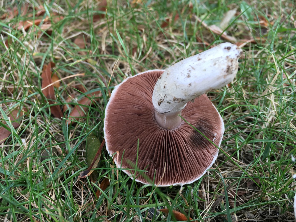Agaricus andrewii image