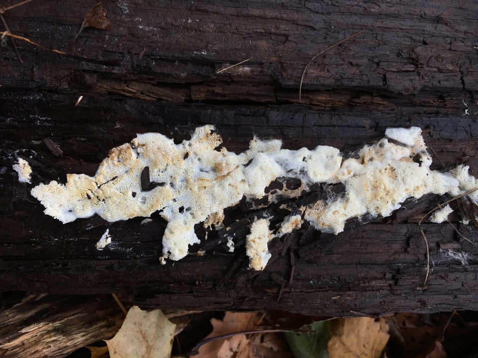 Ceriporia reticulata image