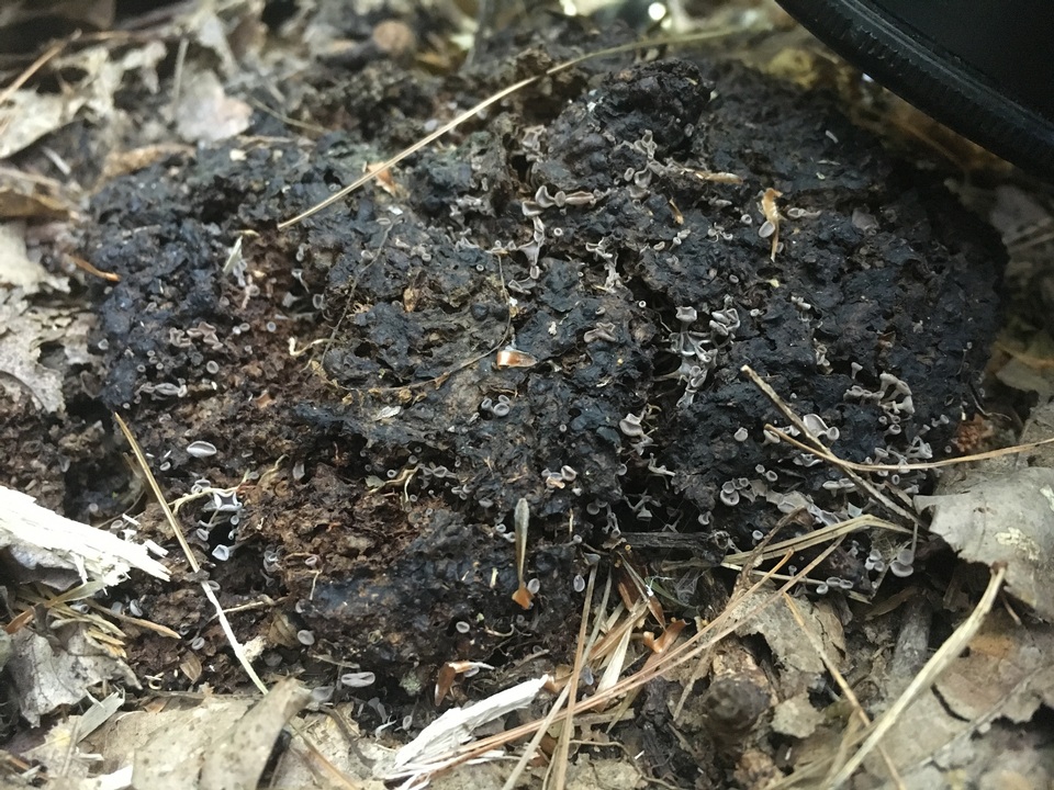 Botryotinia fuckeliana image