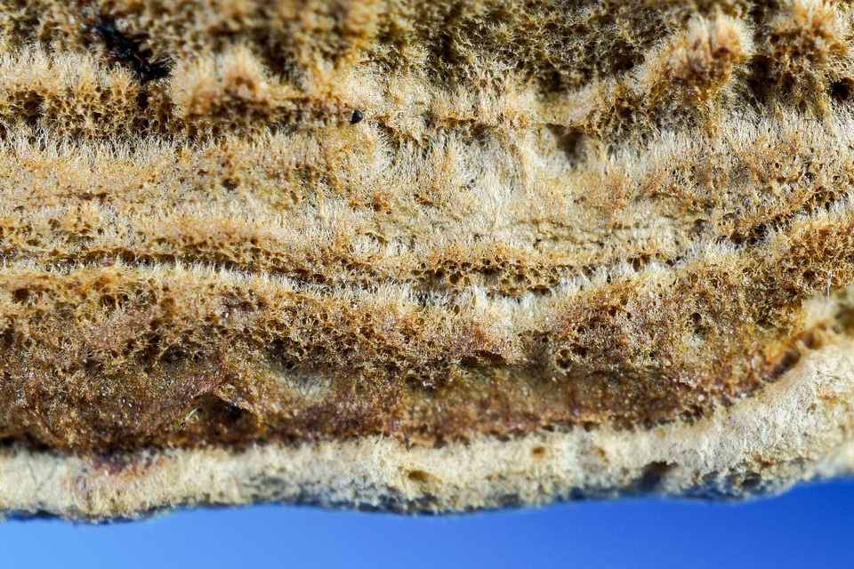 Coriolopsis byrsina image