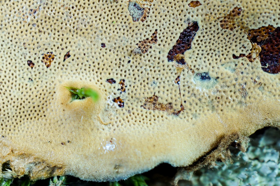 Coriolopsis byrsina image