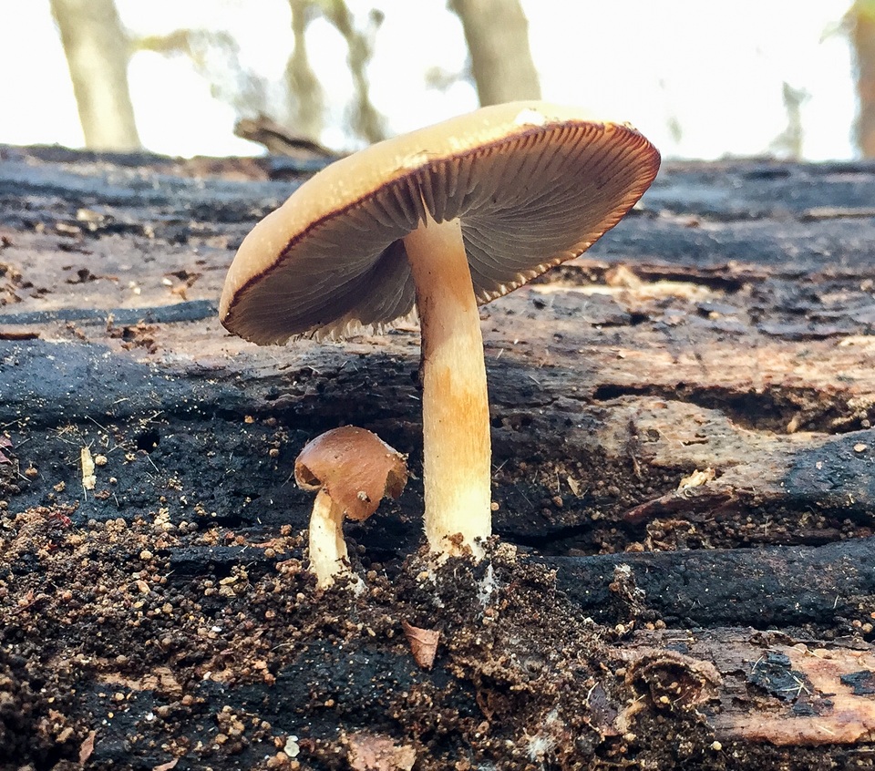 Psathyrella phegophila image