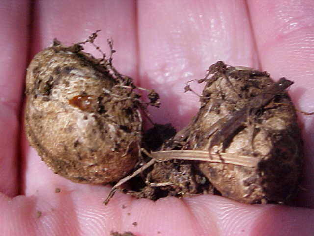 Rhizopogon vinicolor image
