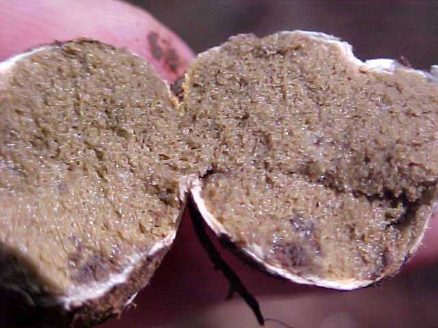 Rhizopogon vinicolor image