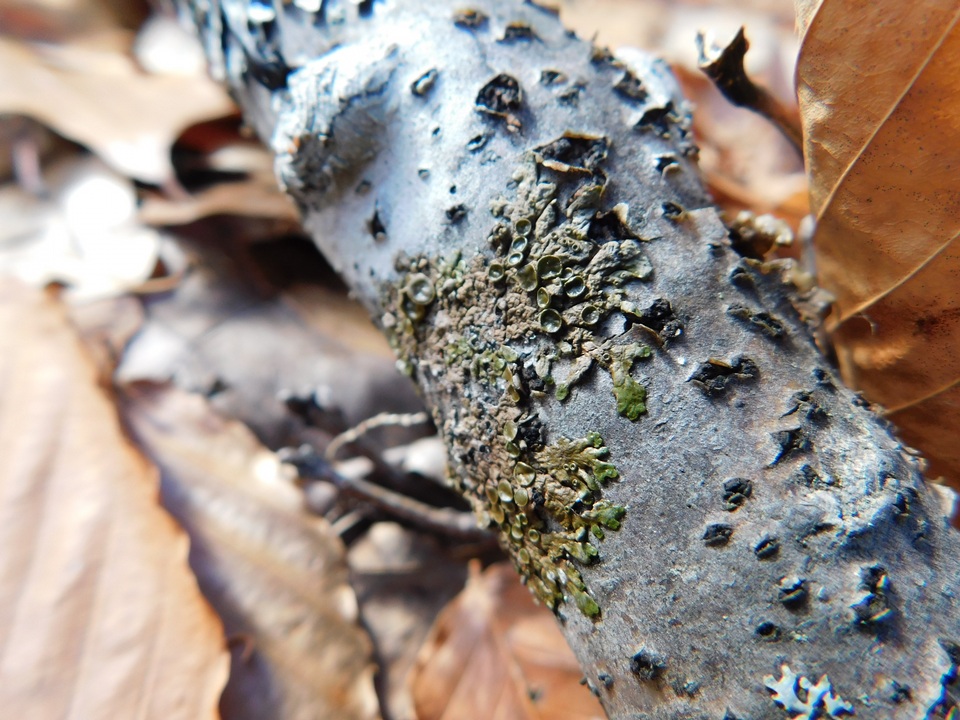 Melanohalea septentrionalis image