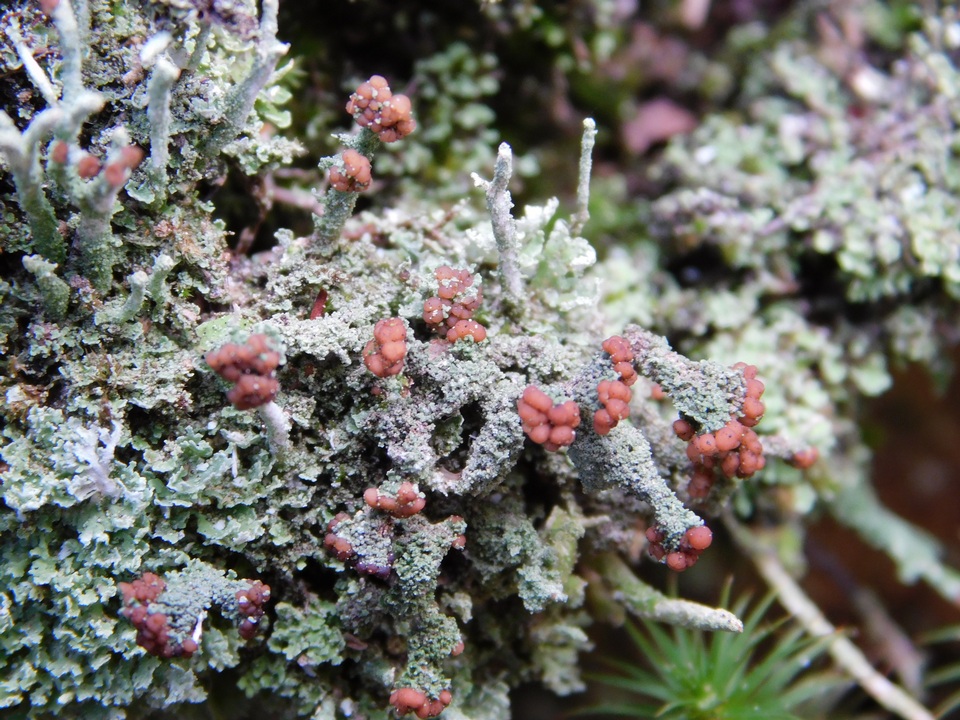 Cladonia subradiata image