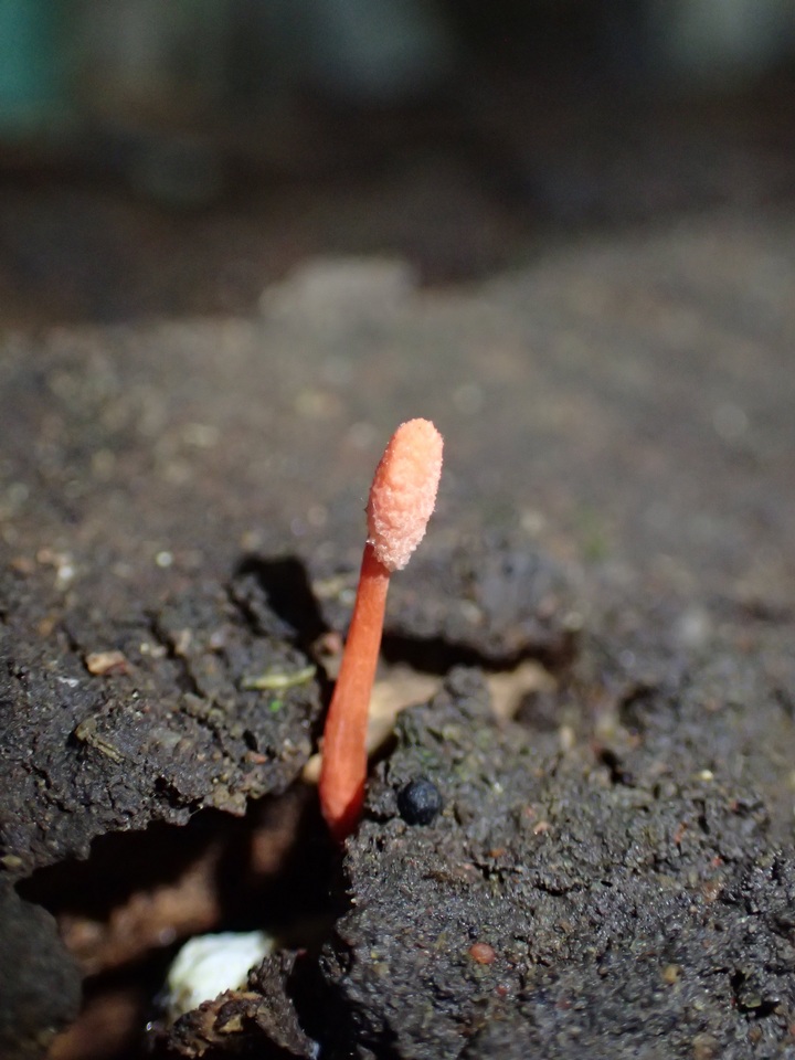 Cordyceps nidus image