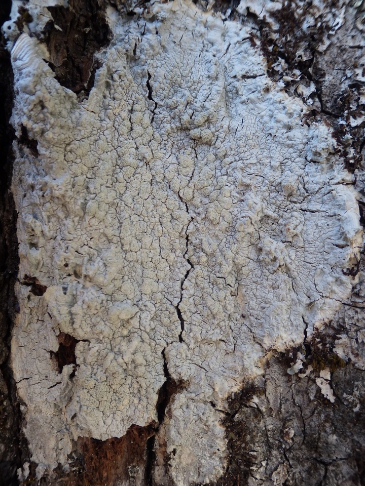 Pertusaria hemisphaerica image