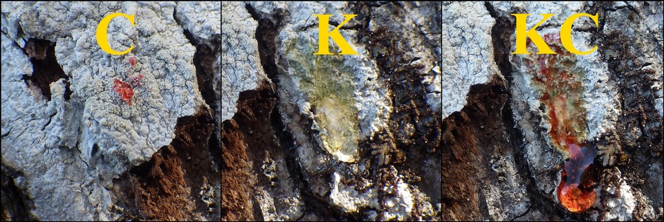 Pertusaria hemisphaerica image