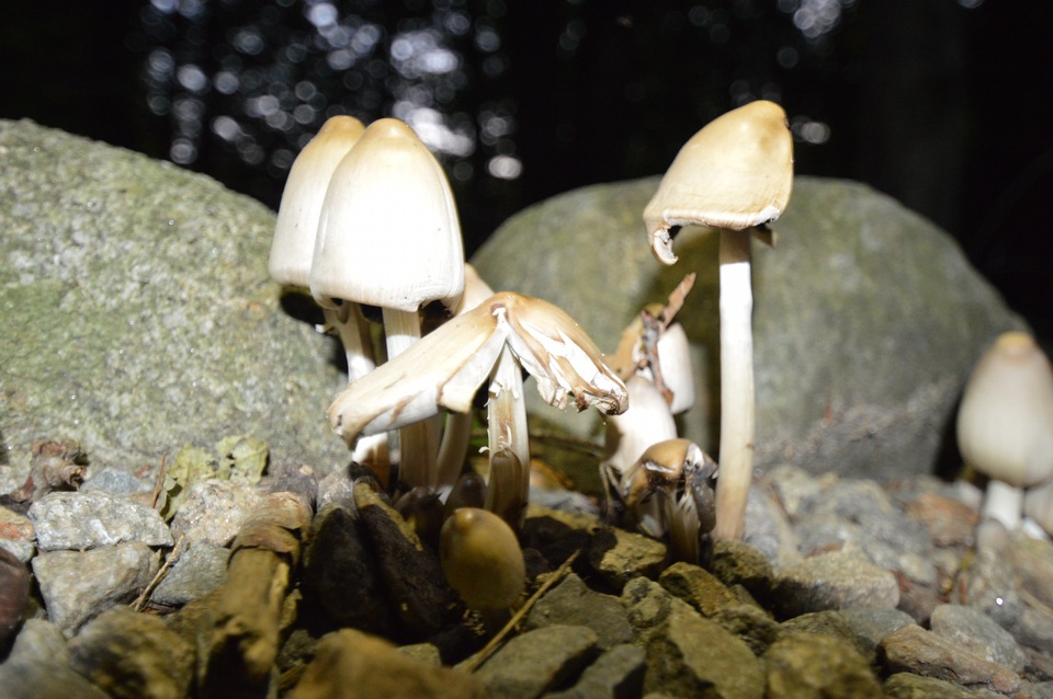 Coprinopsis acuminata image