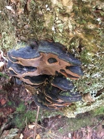Phellinus lundellii image