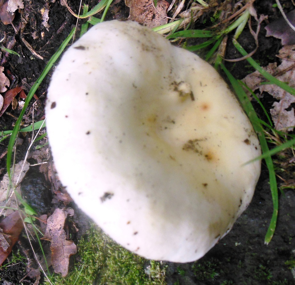 Russula violeipes image