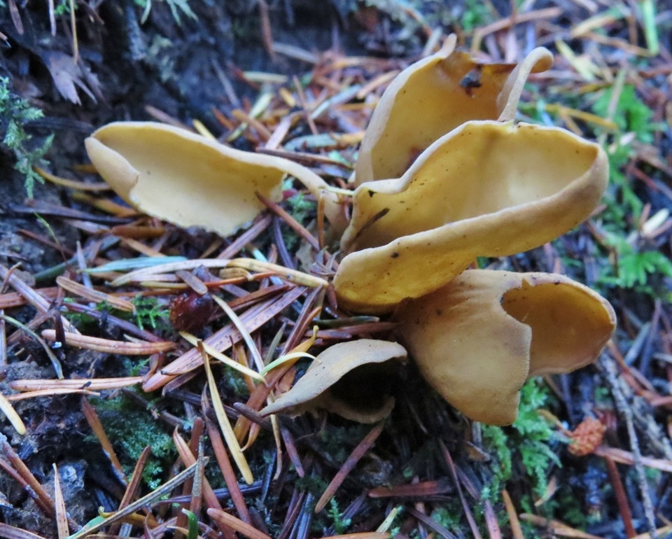 Otidea tuomikoskii image