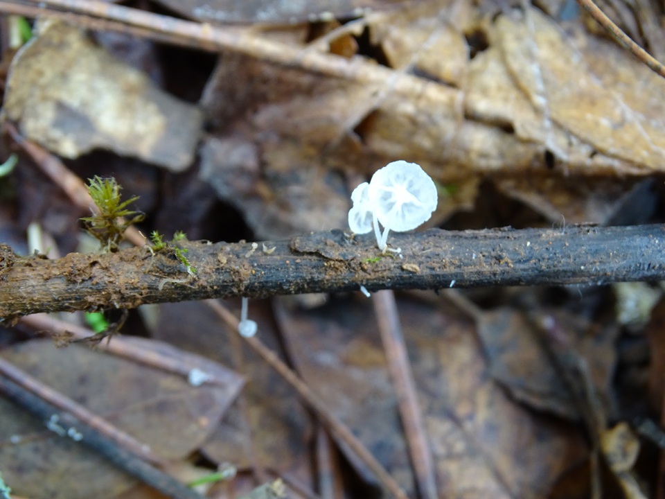 Hemimycena tortuosa image