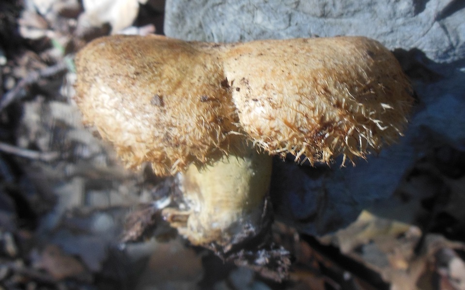 Lactarius mairei image