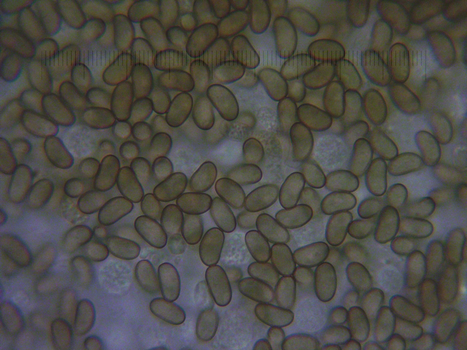 Inocybe brunnescens image