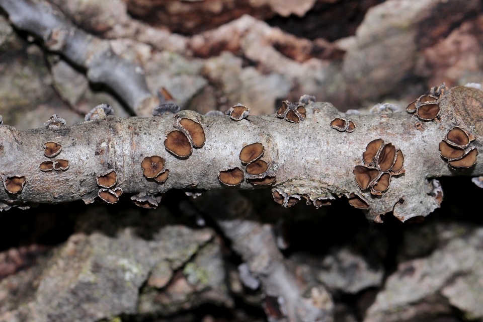Sclerencoelia fascicularis image