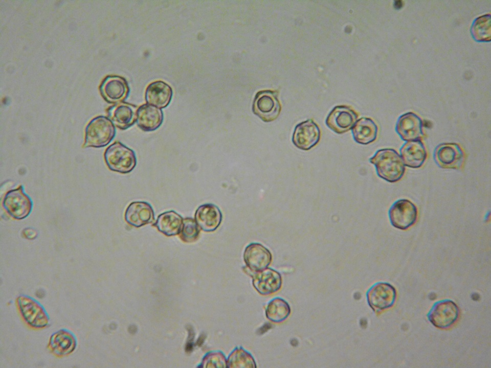 Entoloma ortonii image