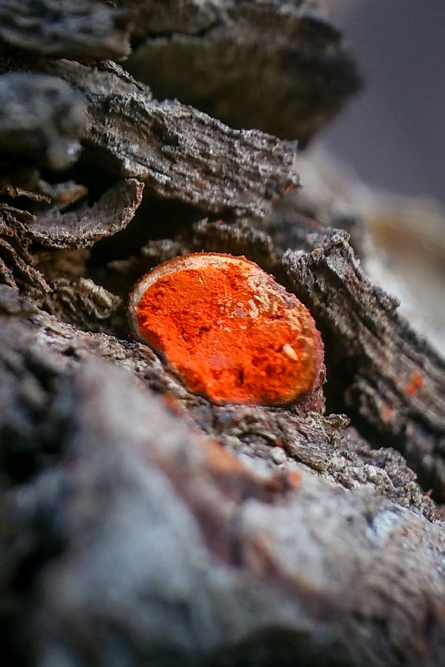 Endothiella image
