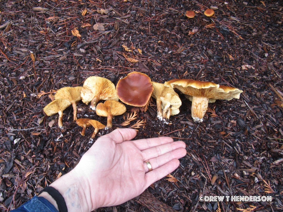 Gymnopilus humicola image