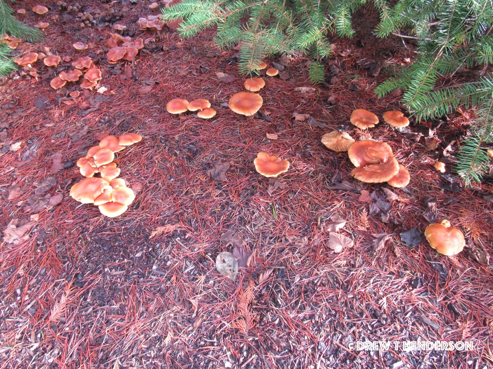 Gymnopilus humicola image