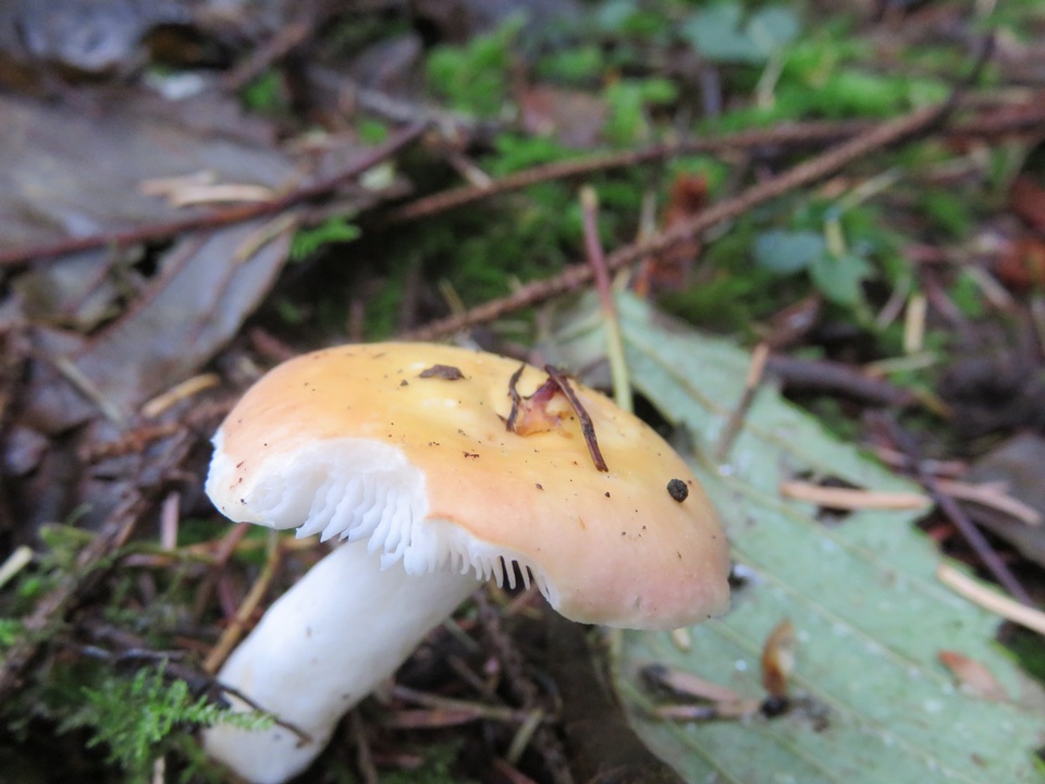 Russula bicolor image