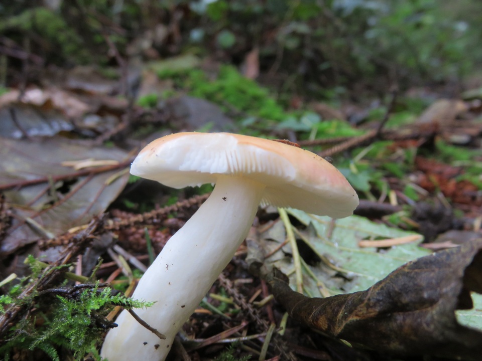 Russula bicolor image
