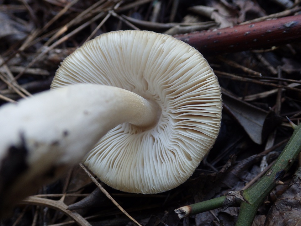 Pluteus ephebeus image