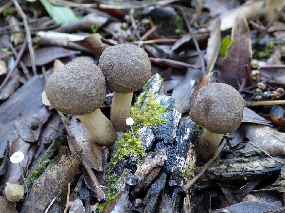 Coprinopsis melanthina image