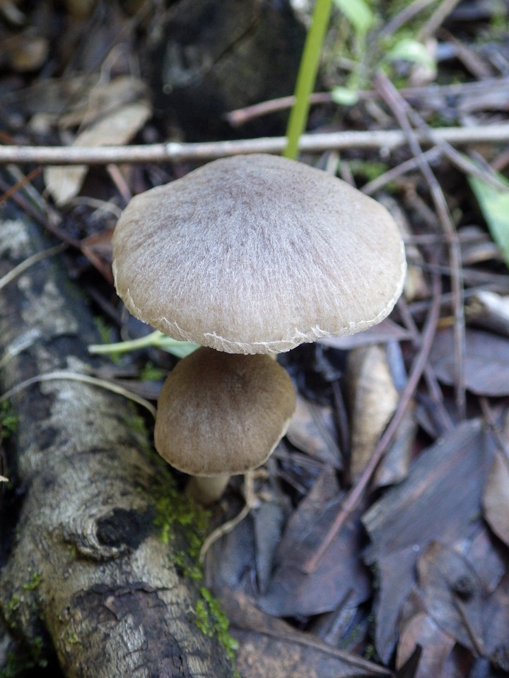 Coprinopsis melanthina image
