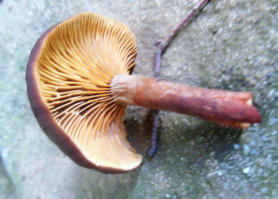 Lactarius subumbonatus image