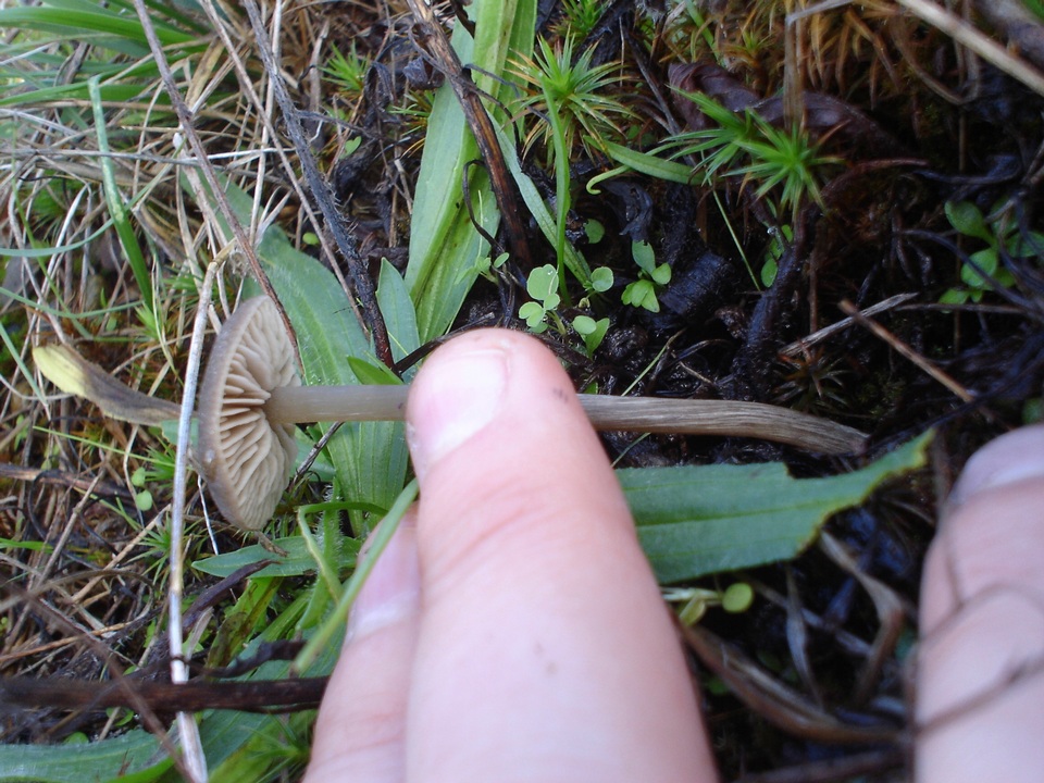 Entoloma vindobonense image