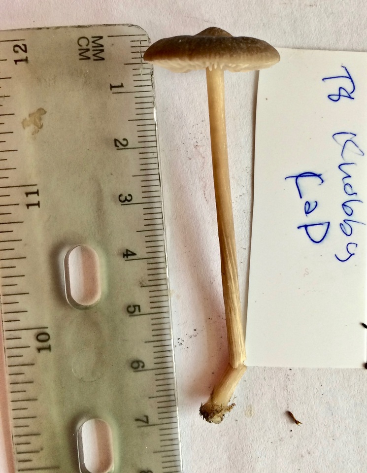 Entoloma vindobonense image
