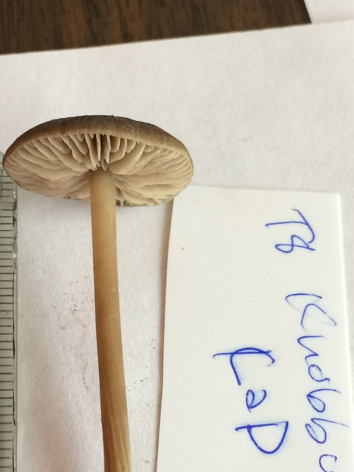 Entoloma vindobonense image