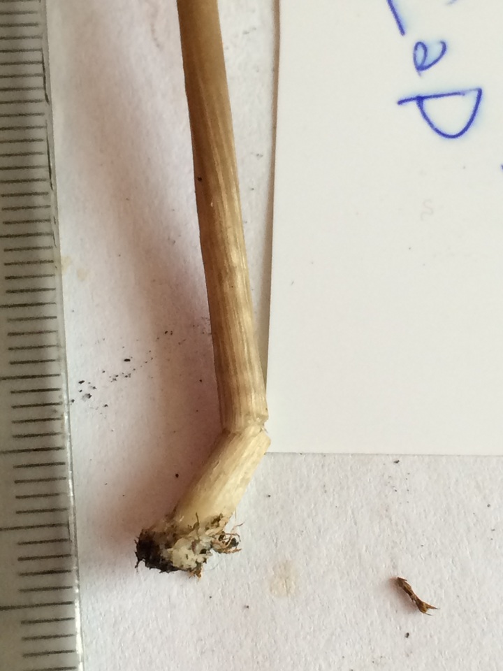 Entoloma vindobonense image
