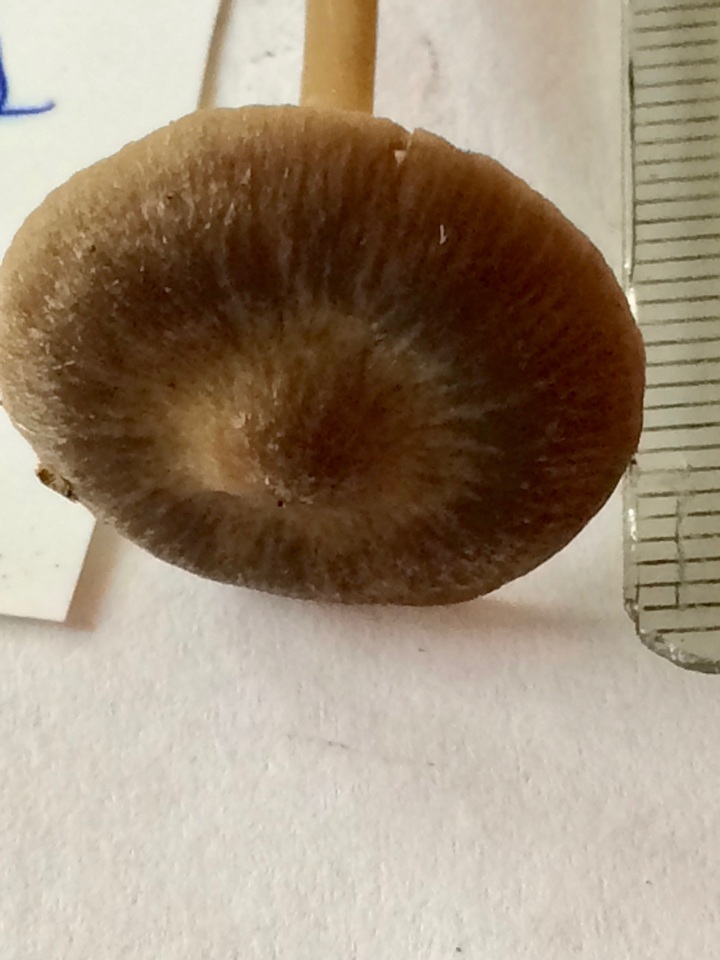 Entoloma vindobonense image