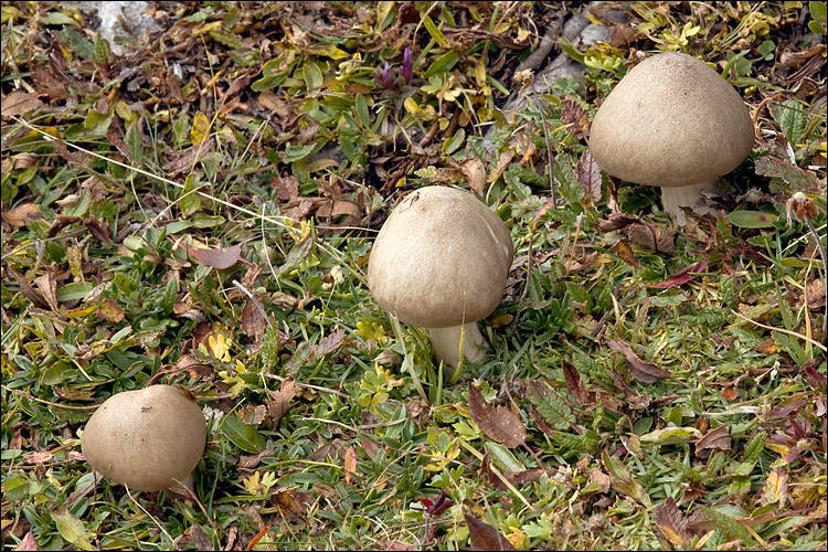 Melanoleuca cognata var. cognata image