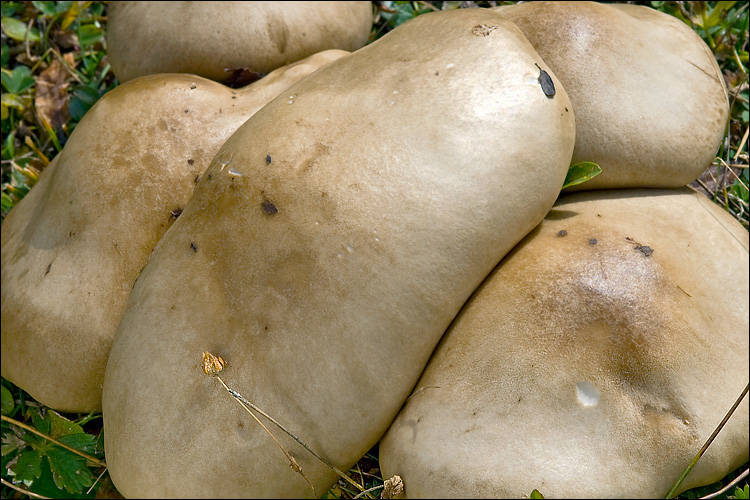 Melanoleuca cognata var. cognata image
