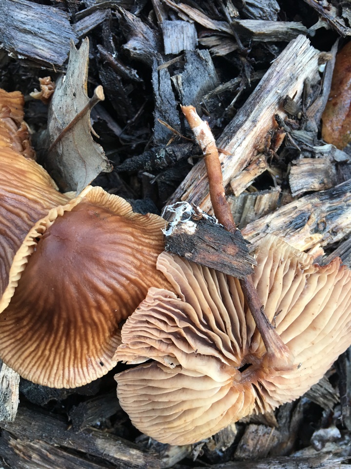 Gymnopus subpruinosus image