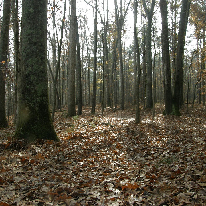 Hydnum cuspidatum image