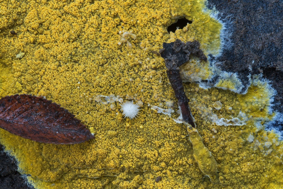 Phlebia subochracea image