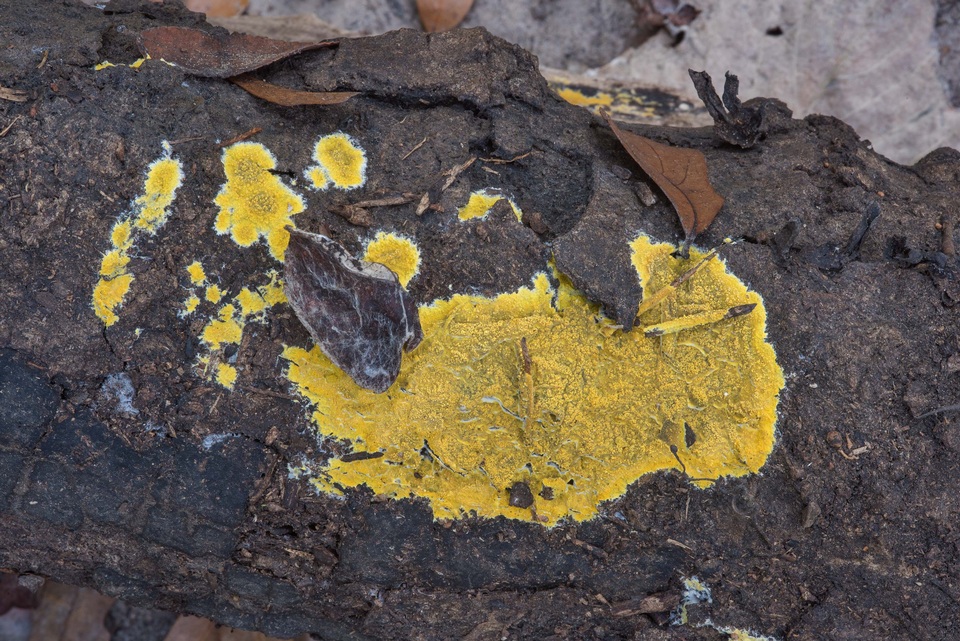 Phlebia subochracea image