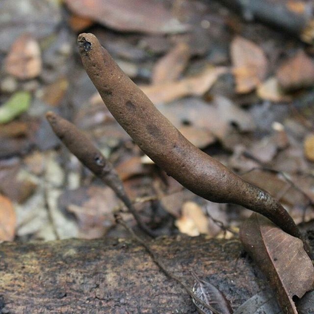 Xylaria telfairii image