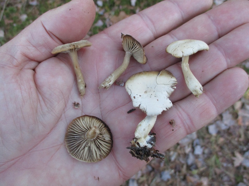 Gamundia striatula image